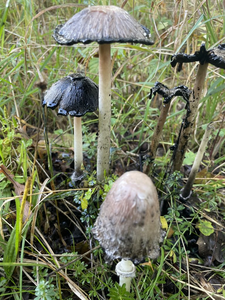zerfließende Tintlinge