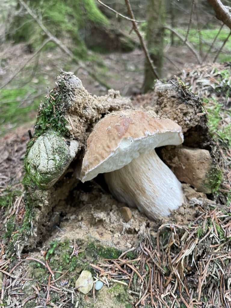 Steinpilz, der „Steine“ stemmt
