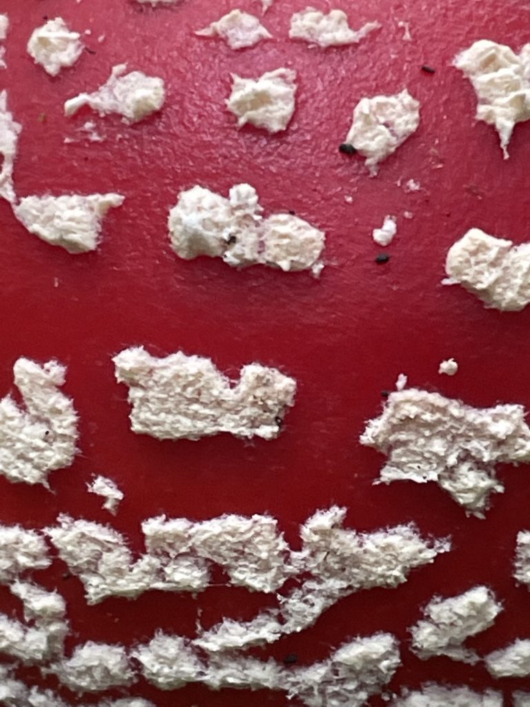 Fliegenpilz en detail