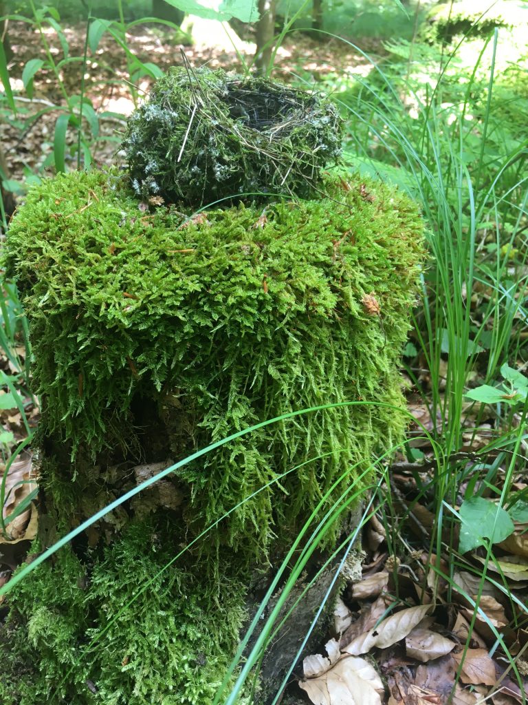 Vogelnest auf Moosnest