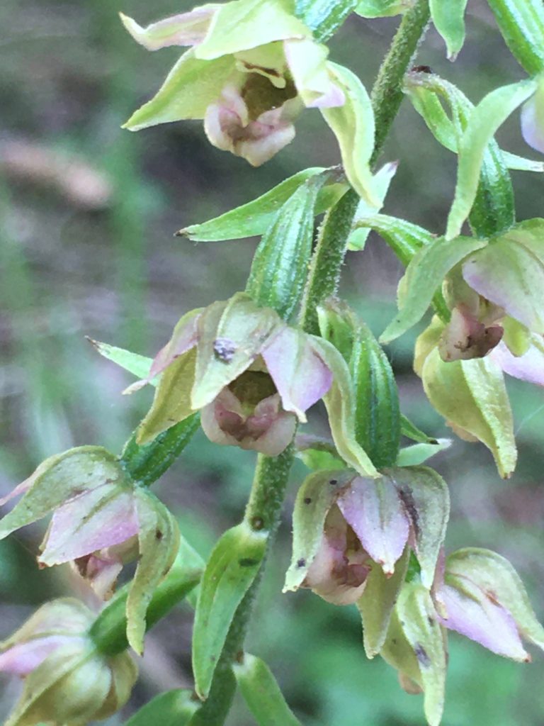 Breitblättrige Ständelwurz, ein besonders geschütztes Orchideengewächs