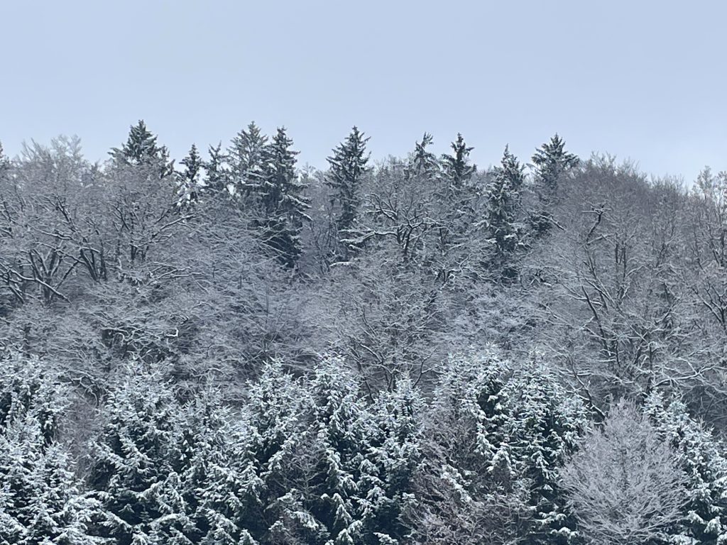Winter-Mischwald