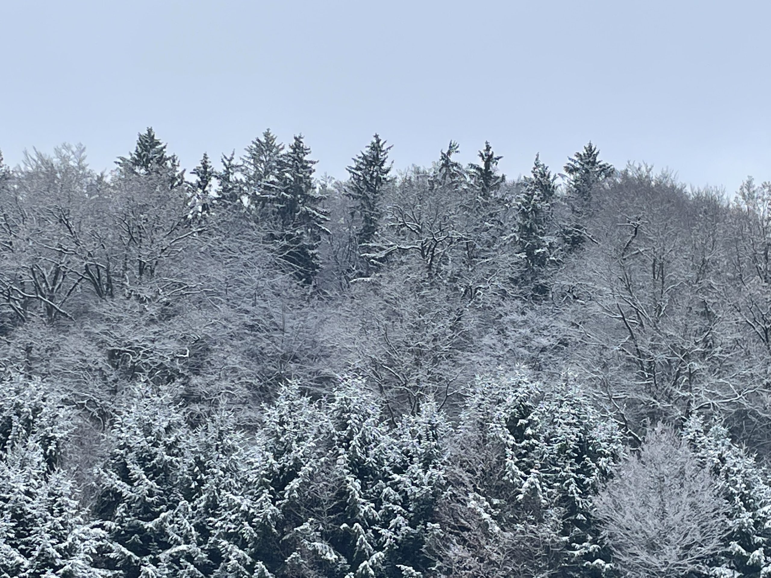 Winter im Weisinger Forst