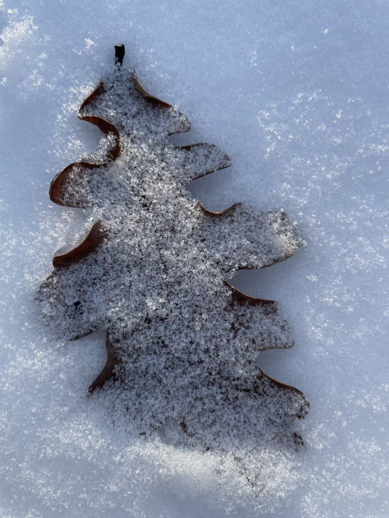 Weihnachtsbaum naturé