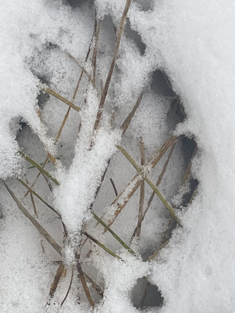 Gras-Kalligraphie im Schnee