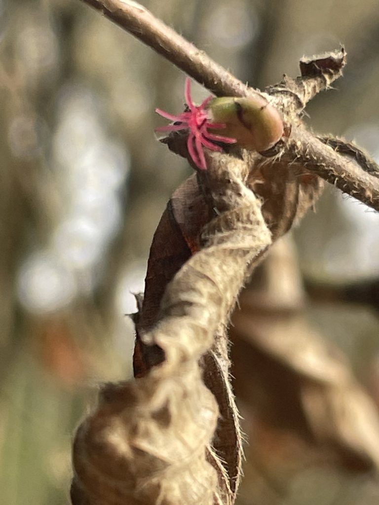 Pretty in Pink: die Haselblüte