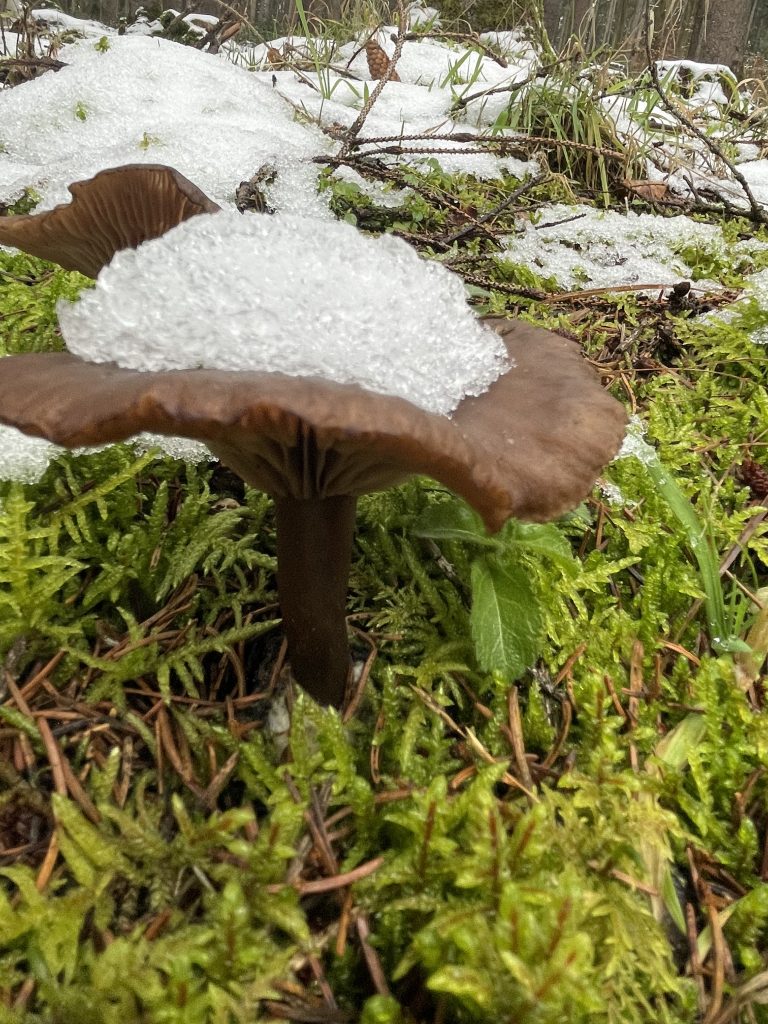 es taut
