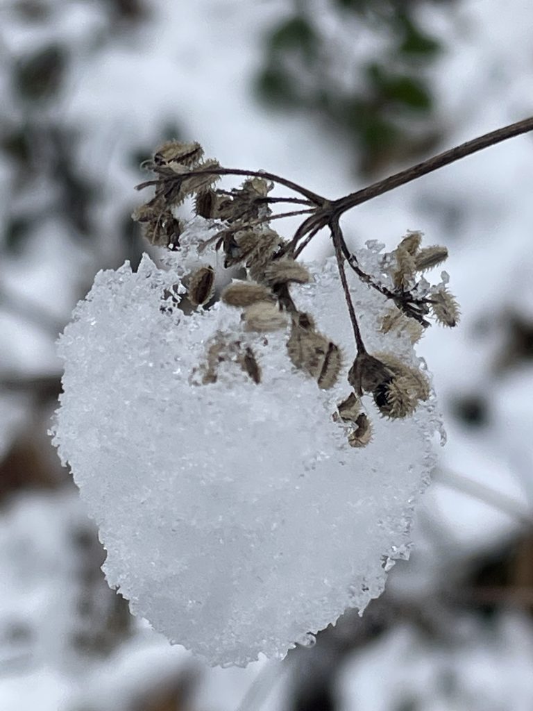 Dolden-Schneeball