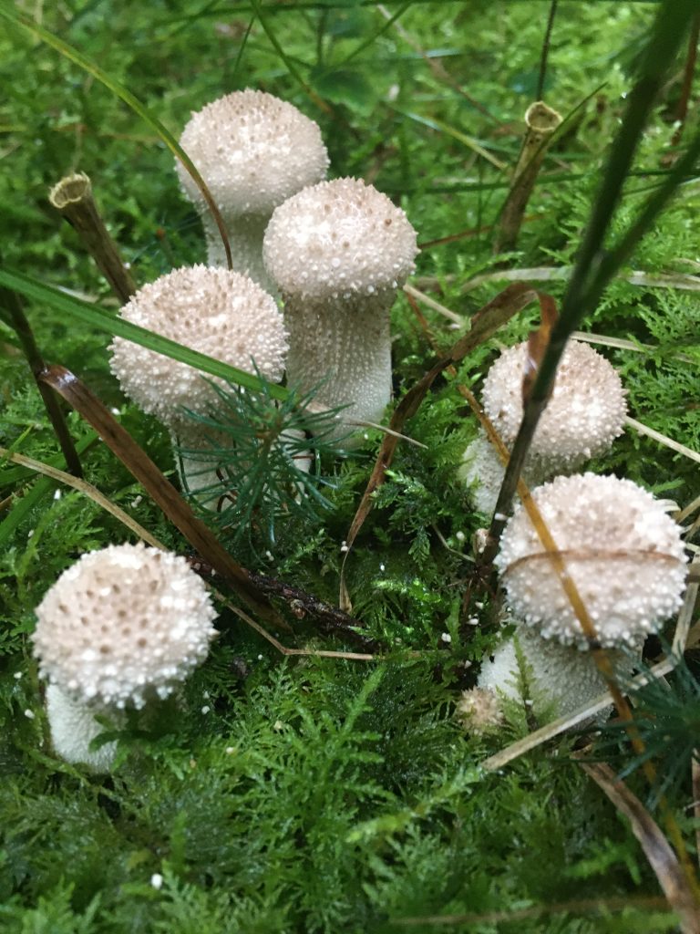 Flaschenstäubling