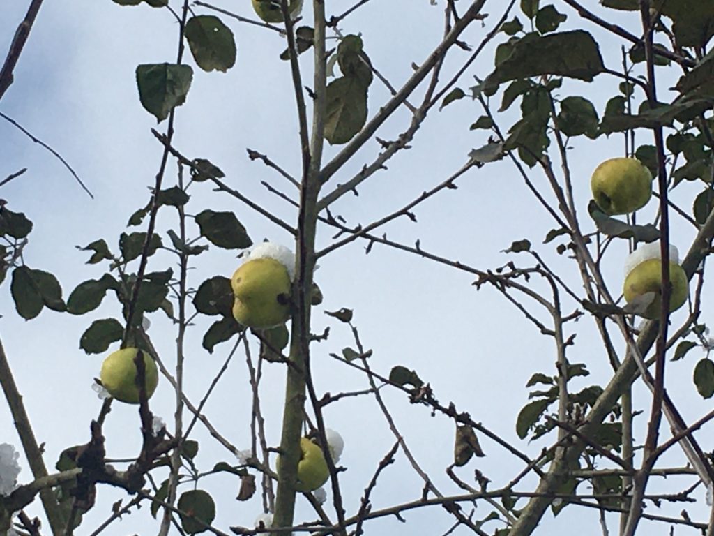 Sahnehäubchen an Apfel