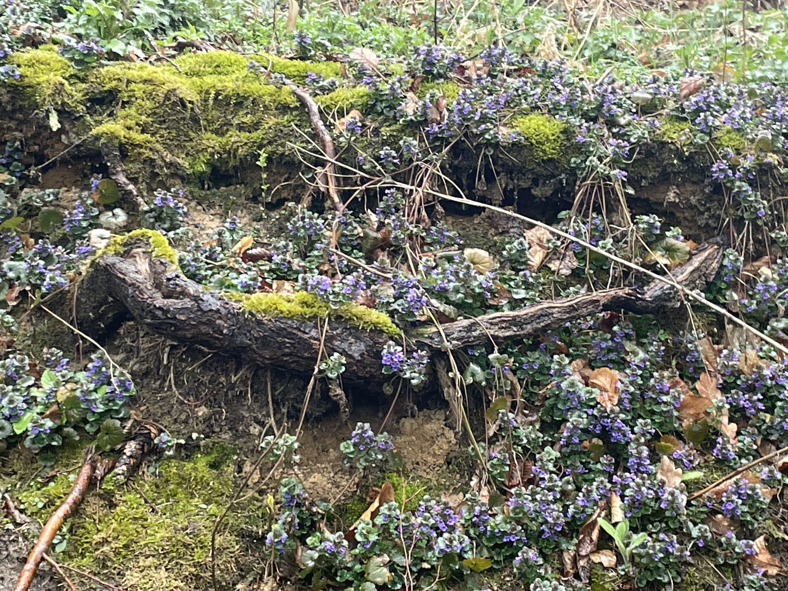 Weisinger Forst im Frühling