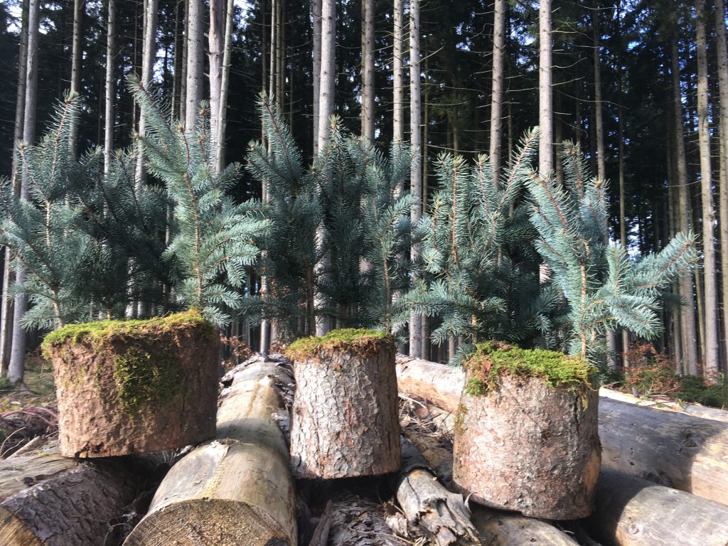 Wald-Weihnacht