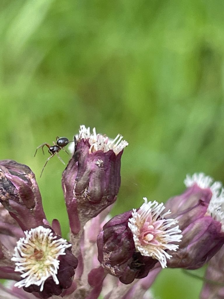viiiiiel Nektar bietet die Pestwurz