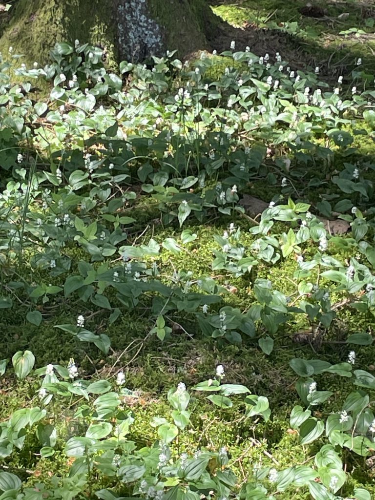 Zweiblättrige Schattenblume
