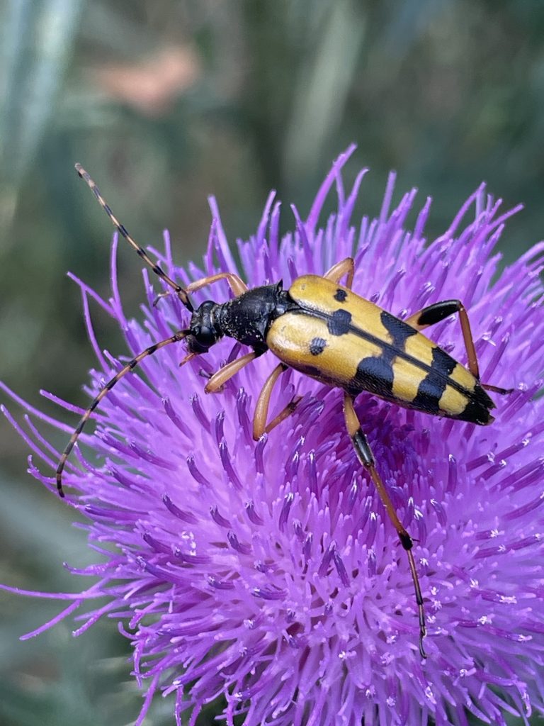 Gefleckter Schmalbock
