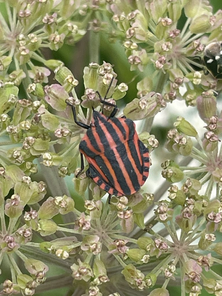 Baumwanze Graphosoma italicum