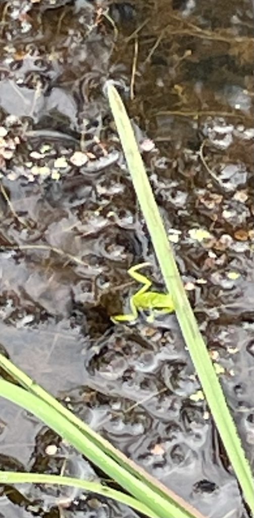 Laubfrosch im Himmelsteich