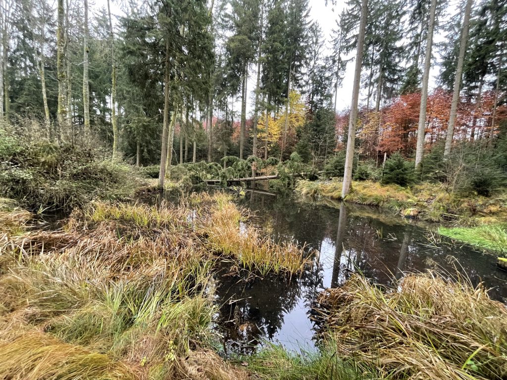Mitten im Wald