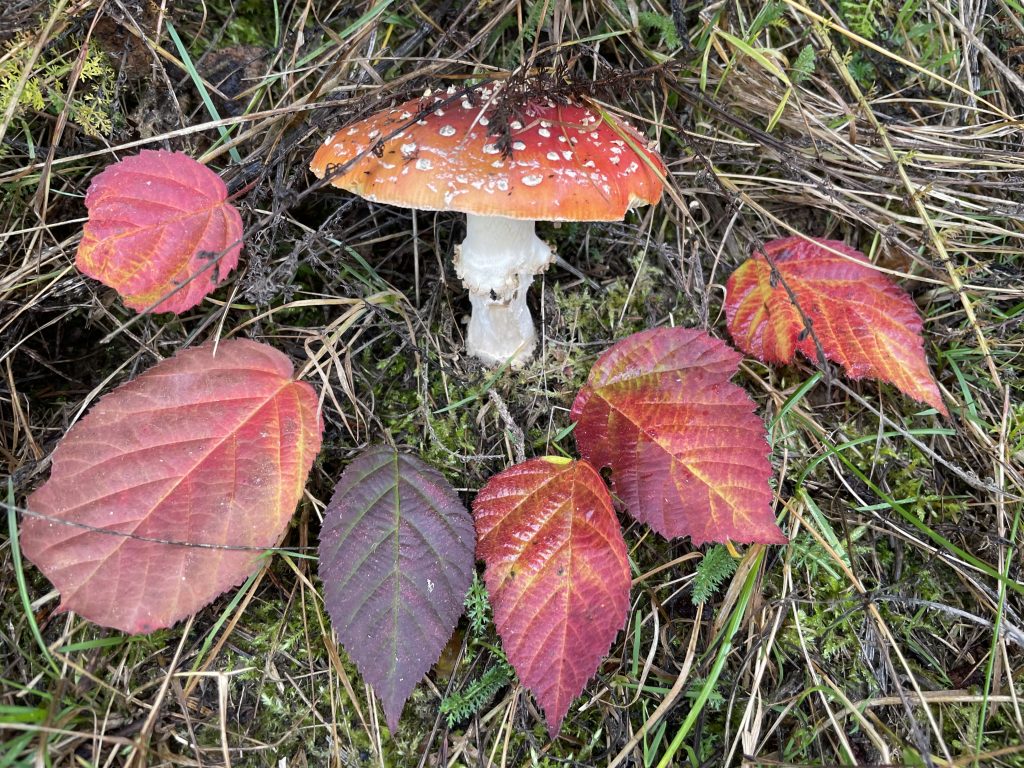 Herbst-Gesellschaft Ton in Ton
