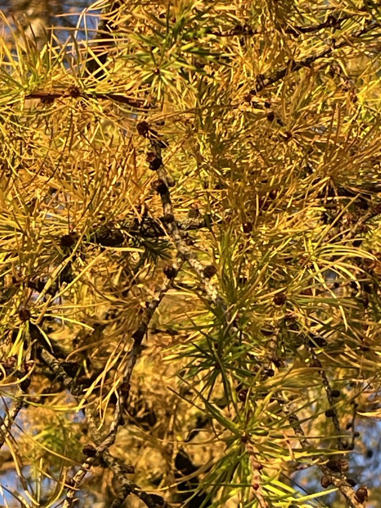 Lärchen im Herbstkleid