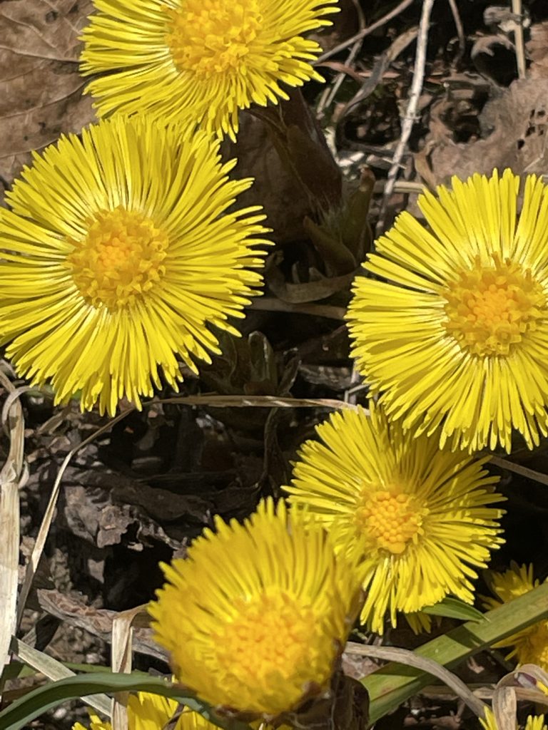 Eine der ersten Zeigerpflanzen des Vorfrühlings: der Huflattich