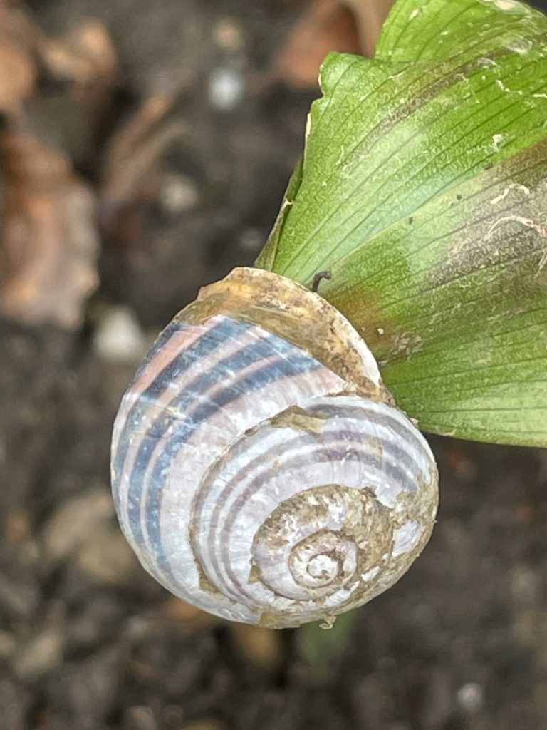 Schnirkelschnecke