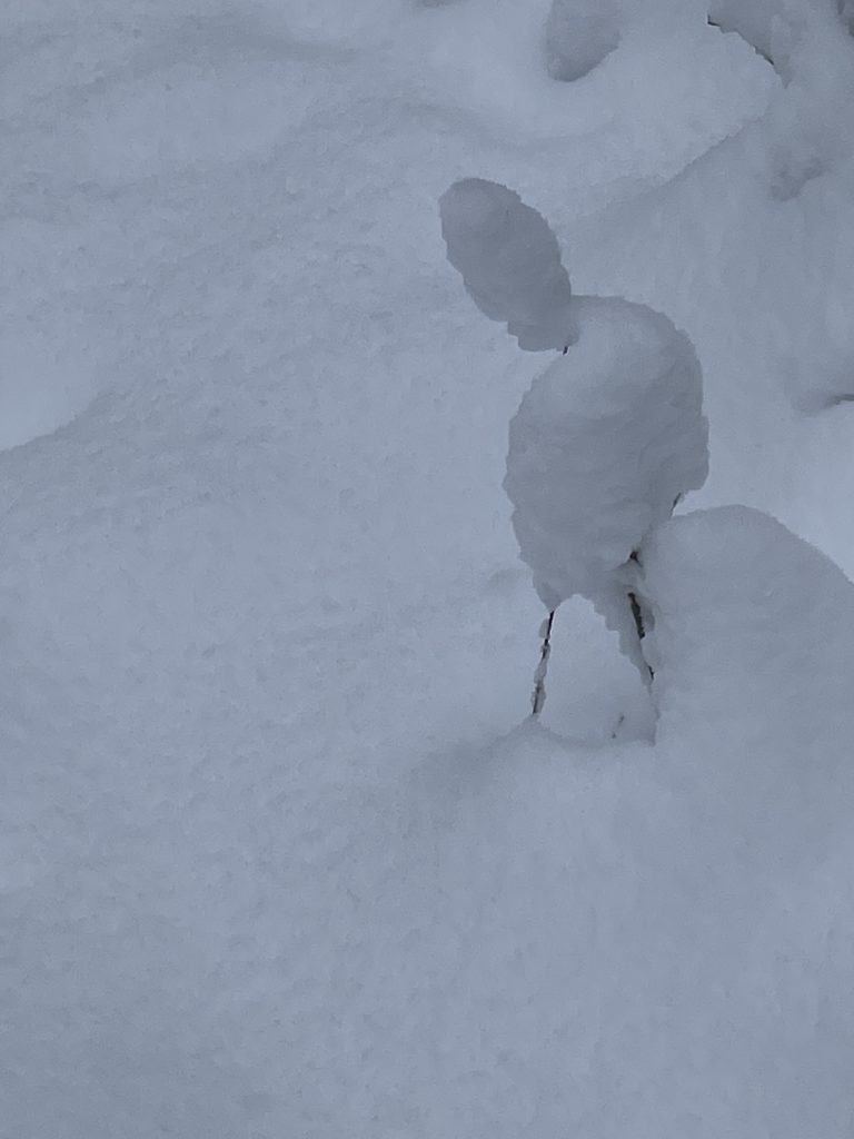 Einsam im Schnee zu wandern…