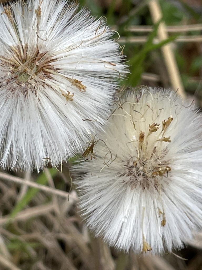 Frei zum Abflug: die Früchte des Huflattichs