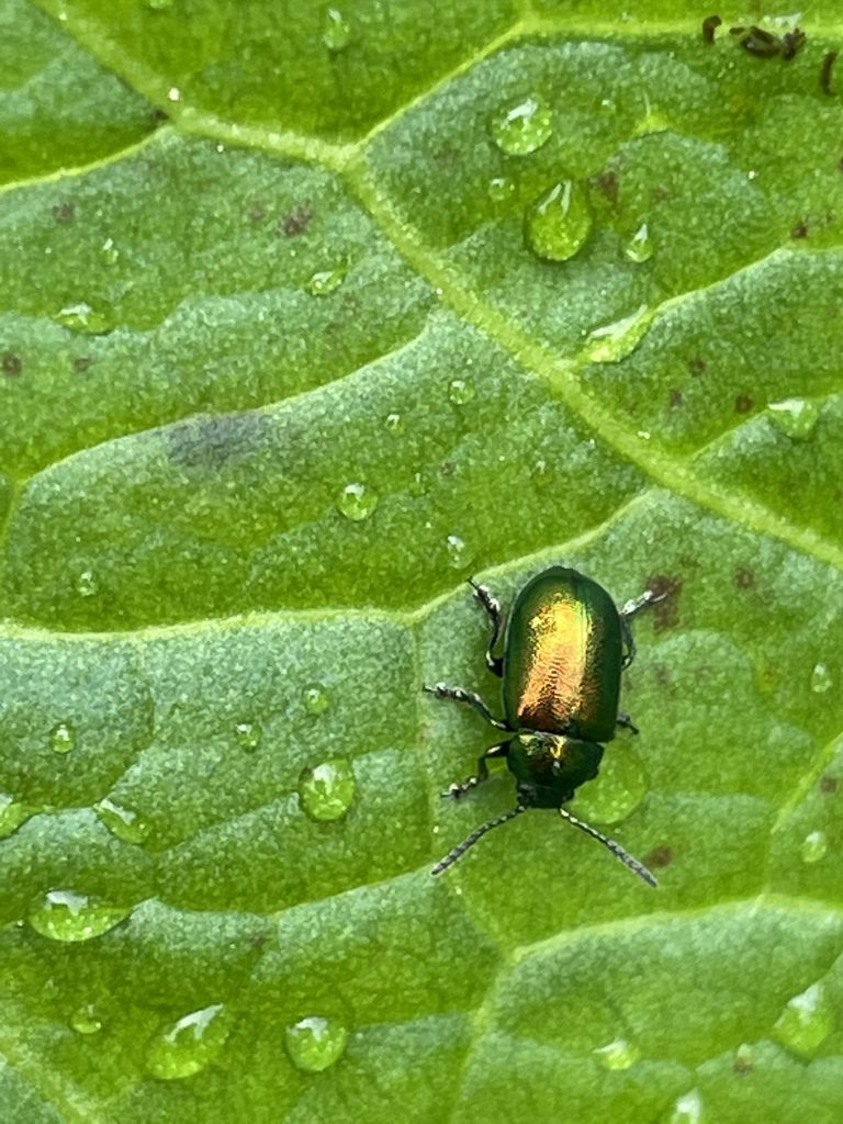 Goldstück (Goldkäfer)