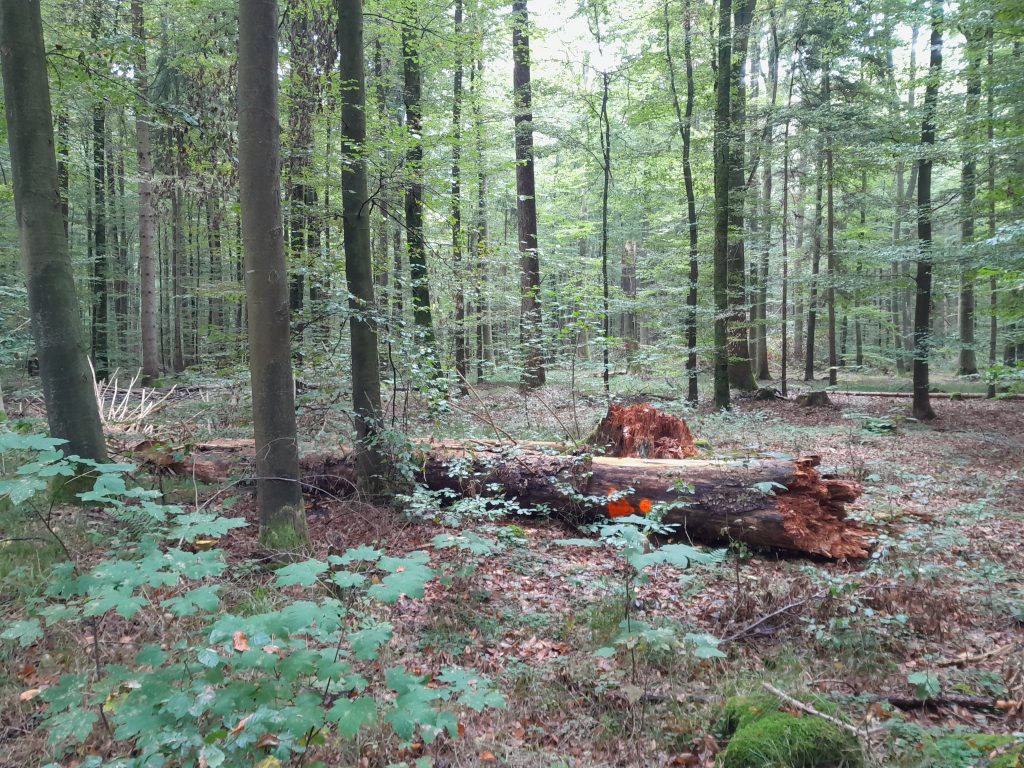 Naturnaher Waldbau im Weisinger Forst
